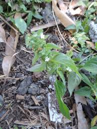 Image result for Phaulopsis imbricata