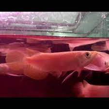 Premium Arowana Fishes For Whole Sale Retail Price List And Shipping Schedule