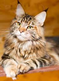 (for maine coon cats and kittens) #mainecoon #mainecooncatsandkittens. Maine Coon Cats Personality Excercise Playtime Lifespan