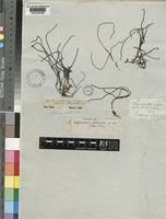 Image result for Zostera capensis