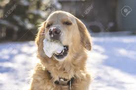 Check spelling or type a new query. Golden Retriever Playing With A Ball In The Snow Stock Photo Picture And Royalty Free Image Image 17928901
