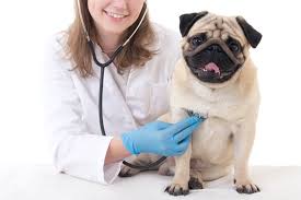 Coughing can be one of the first symptoms that owners notice when a dog has cancer of the lungs, other parts of the respiratory tract, heart, or surrounding tissues. Coughing In Dogs Symptoms Causes Diagnosis Treatment Recovery Management Cost