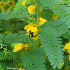 Image result for Chamaecrista grantii