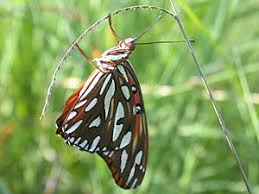 Image result for Paspalum plicatulum