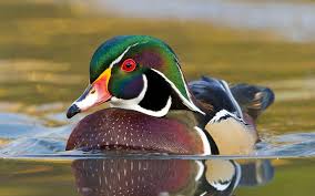 Conserving Canada S Wetlands Ducks Unlimited Canada
