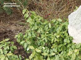 Image result for Celastraceae