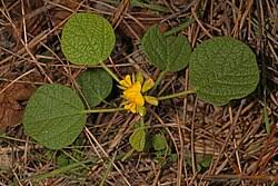 Image result for Rhynchosia