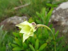 Image result for Hesperantha longicollis