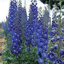 Delphinium Cobalt Dreams Flower Landscape Delphinium Flower Garden Plans