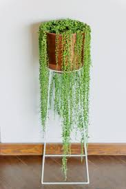 Indoor blue string of pearls plant. Pin On Indoor Plants