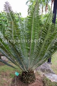 Image result for Encephalartos chimanimaniensis