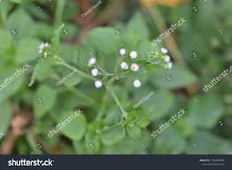 Image result for Adenostemma