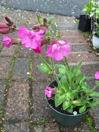Canna or canna lily is the only genus of flowering plants in the family cannaceae, consisting of 10 species. Plant Identification Closed Pink Flower Fuzzy Leaves 1 By Shopping7