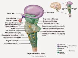 We did not find results for: Brainstem Diagram Google Search Human Anatomy And Physiology Medicine Book Brain Anatomy