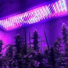 Jan 01, 2021 · overview: Led Grow Lights Amazon Led Grow Lights Best Led Grow Lights Grow Lights
