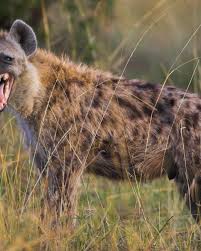 At school, we found a teacher, waiting to teach and show us how to interact and later own please police and army, on the 25th of august 2016, help zimbabweans bring about a new. Hyenas Devour Man In Attack At His Home In Zimbabwe World The Times