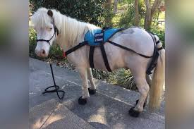 AB exercise science student uses classroom experience to train therapy  mini-horse