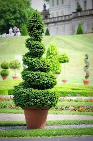 How To Make A Topiary Creating The Perfect Spiral Topiary Blackanddecker Com Trimming Hedges Hedges Landscaping Garden Hedges