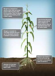 Nutrient Knowledge Plant Nutrients Plant Health Plants