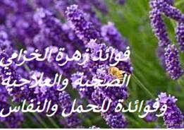 فوائد وأضرار نبات الخزامي من موقع محتوى، والخزامى هو أحد أنواع النباتات العطرية الذي يتميز برائحته النفاذة وأزهاره. ÙÙˆØ§Ø¦Ø¯ Ø²Ù‡Ø±Ø© Ø§Ù„Ø®Ø²Ø§Ù…ÙŠ Ø§Ù„ØµØ­ÙŠØ© ÙˆØ§Ù„Ø¹Ù„Ø§Ø¬ÙŠØ© ÙˆÙÙˆØ§Ø¦Ø¯Ø© Ù„Ù„Ø­Ù…Ù„ ÙˆØ§Ù„Ù†ÙØ§Ø³ Lavender Benefits Plants