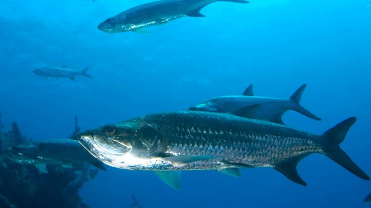 Where to Fish for Tarpon: Best Destinations