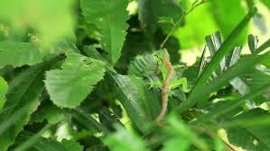 Image result for Polychrus liogaster