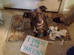 What Should You Do If Your Dog Ate A Tampon Or Other Personal Item Barkpost