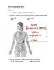 Lymphatic System Worksheets Pdf Lymphatic System Worksheet Activity 1 U200b U200bexploring The Organs Of The Lymphatic System 1 Use The List Of Terms To Course Hero