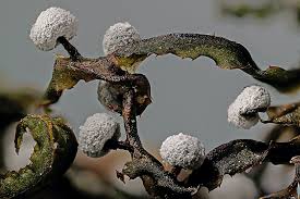 Image result for Melanospermum