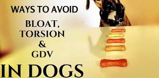 What bloat means for dogs. 10 Ways To Avoid Bloat In Dogs Petsweekly Com