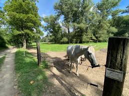 Image result for k%u0159i%u017E k pruhovan 