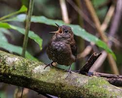 Image result for Micrargeriella