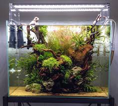 How to set up a freshwater planted tank nature aquarium aquascape. Aquascaping Grundlagen Und Leitfaden Fur Einsteiger