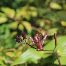 Image result for Tricyrtis `Black Beauty`