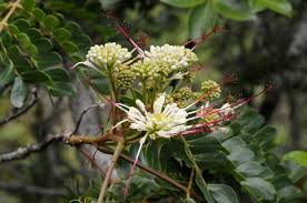 Image result for Albizia adianthifolia × gummifera