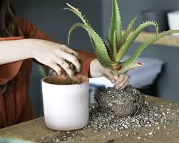 For houseplants that are outdoors, spray foliage with. Top Dressing Houseplants Laidback Gardener