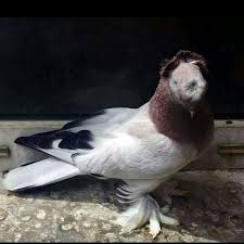 Taklaci Guvercin Taklaci Guvercin Turki Golubi Glbi Tauben کبوتر حمام تركي طيور الحمام المربي عبدالله الصاعدي Guzel Kuslar Kus