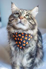 Options include collars with bats, candy corn or pumpkins. Halloween Cat Bandana Candy Corn Dog Bandana Cat Bandana Etsy Pet Bandana Halloween Cat Cat Bandana