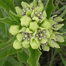 Green Antelopehorn Butterfly Milkweed Asclepias Viridis 20 Seeds Asclepias Milkweed Green