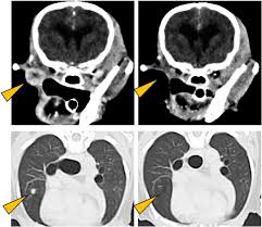 The variability thus creates uncertainty in deciding what a particular dog's prognosis is, whether staging tests to assess for metastasis are needed abstract: New Therapy Target For Malignant Melanomas In Dogs Eurekalert Science News