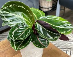 Image result for calathea