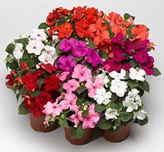 Image result for Impatiens keilii