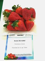 images?q=tbn:ANd9GcQx0-1ECCKWI3DamAElgrl