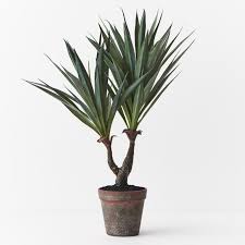Image result for Agave sisalana