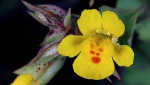 Image result for Ethulia rhizomata