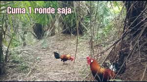 Kasintu ayam hutan merah mp3 ✖. Ori Baru Datang Sudah Kena Tembak Pikat Pikat Ayam Hutan Merah Sumatra Youtube