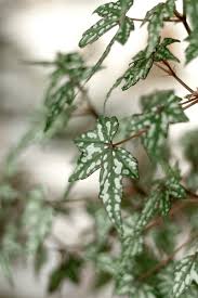 Image result for Erianthemum dregei