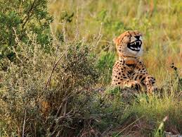 We hope you'll enjoy in these funny pictures. The World S Funniest Animal Photos Daily Telegraph