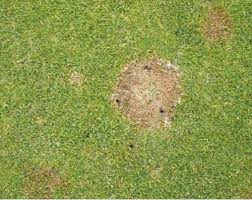 Kein lebensbereich, der nicht mit pilzsporen oder myzelien es gibt aber auch hexenringe im rasen, die den rasen nur in einem ring etwas dunkler färben. Golfmanager Greenkeeper Online Schneeschimmel Keine Reine Winterkrankheit
