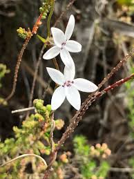 Image result for Cyphia lasiandra